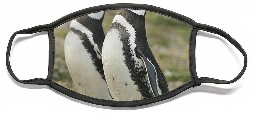 531599 Face Mask featuring the photograph Magellanic Penguin Pair Courting Chile by Kevin Schafer