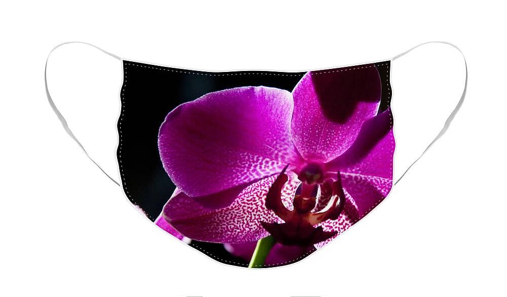 Moth Orchid Face Mask featuring the photograph Magenta Orchid by Ron White