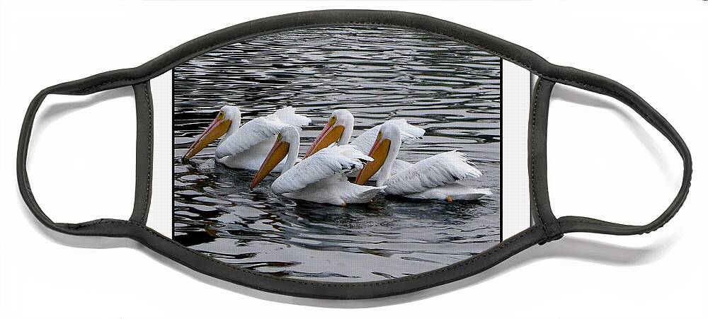 American White Pelican Face Mask featuring the photograph Magnificent Four American White Pelicans by Jennie Breeze