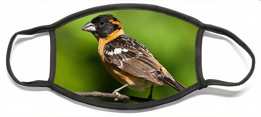 Animal Face Mask featuring the photograph Male Black Headed Grosbeak in a Tree by Jeff Goulden
