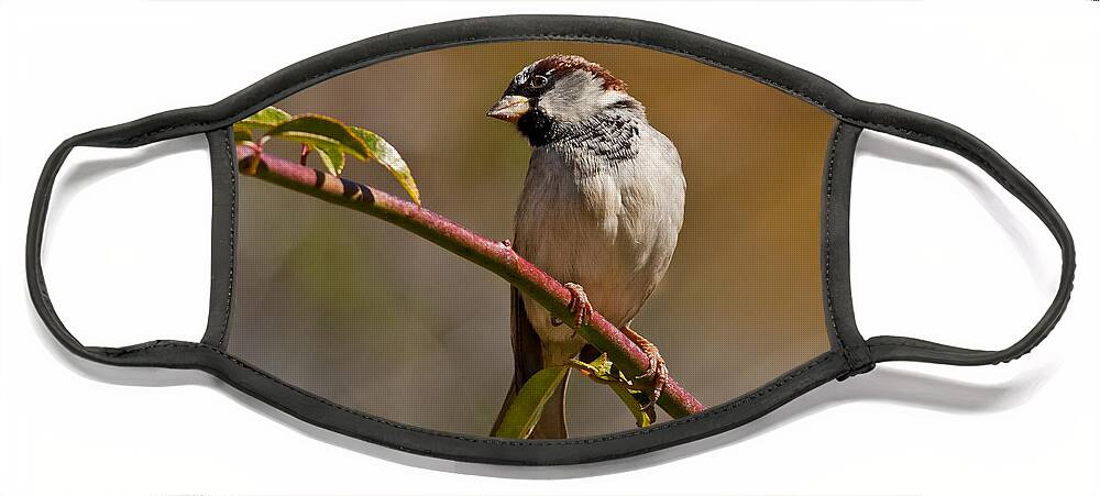 Animal Face Mask featuring the photograph Male House Sparrow by Jeff Goulden