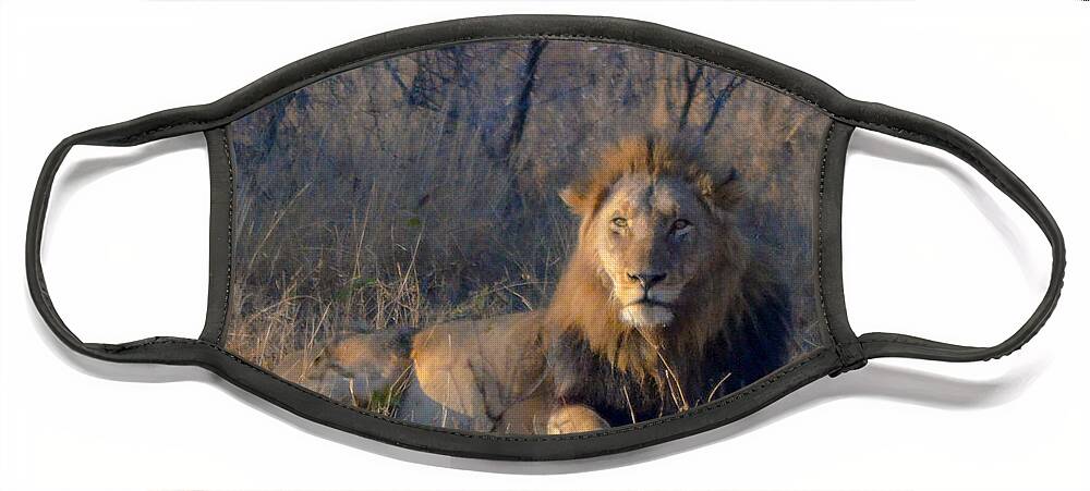 Africa Face Mask featuring the photograph Male Lion Resting at Kruger by Jeff at JSJ Photography