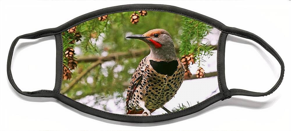 Flickers Face Mask featuring the photograph Male Northern Flicker by Peggy Collins