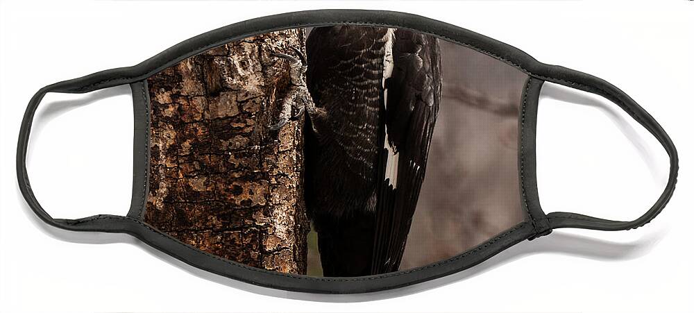Male Pileated Woodpecker Face Mask featuring the photograph Male Pileated Woodpecker 3 by Lara Ellis