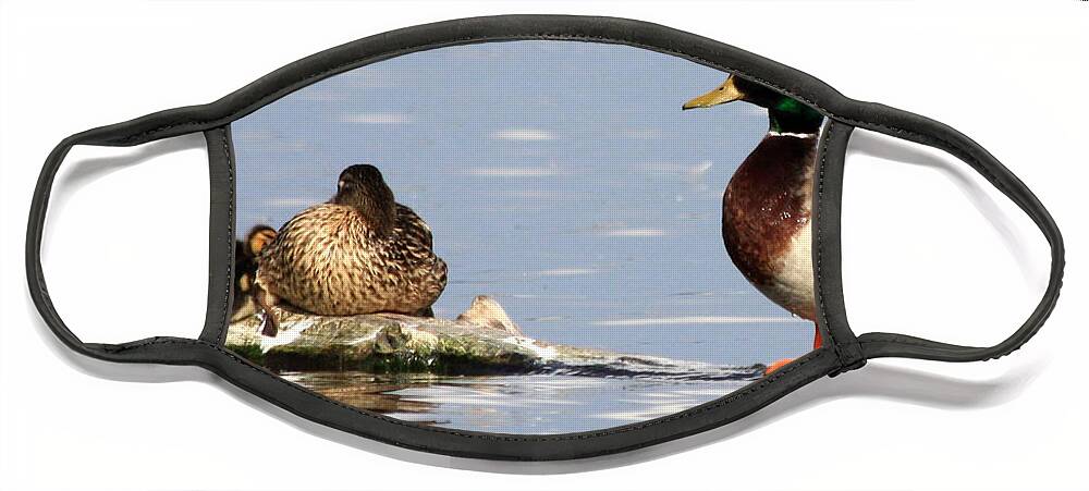 Family Face Mask featuring the photograph Mallard Family by Shane Bechler