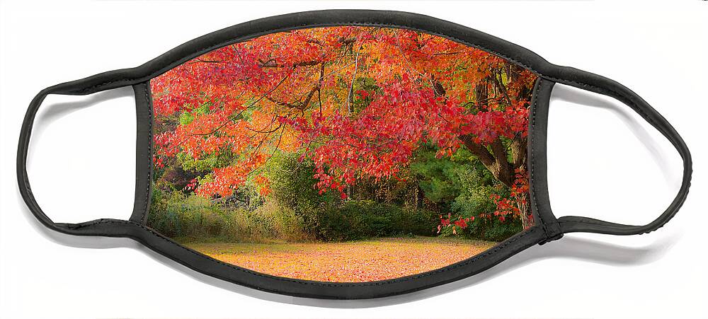 Rhode Island Fall Foliage Face Mask featuring the photograph Maple In Red And Orange by Jeff Folger