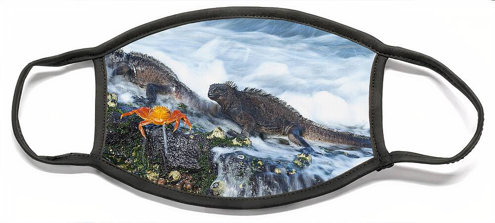 534121 Face Mask featuring the photograph Marine Iguanas And Sally Lightfoot Crab by Tui De Roy
