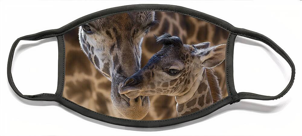 San Diego Zoo Face Mask featuring the photograph Masai Giraffe And Calf by San Diego Zoo