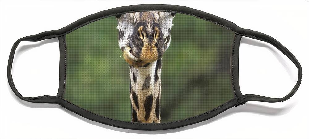 00198689 Face Mask featuring the photograph Masai Giraffe Serengeti by Konrad Wothe