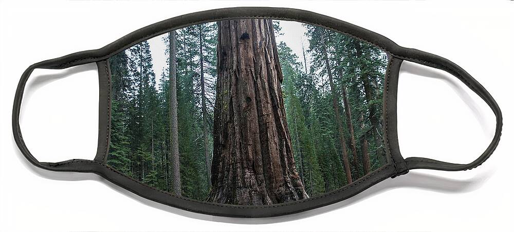 Redwoods Face Mask featuring the photograph Master of the Forest by Weir Here And There