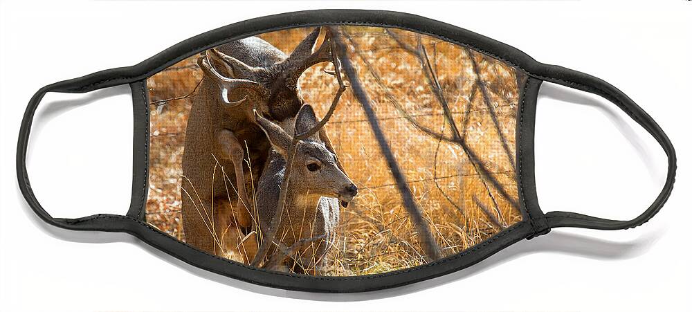 Mating Deer Face Mask featuring the photograph Mating Mulies by Jim Garrison