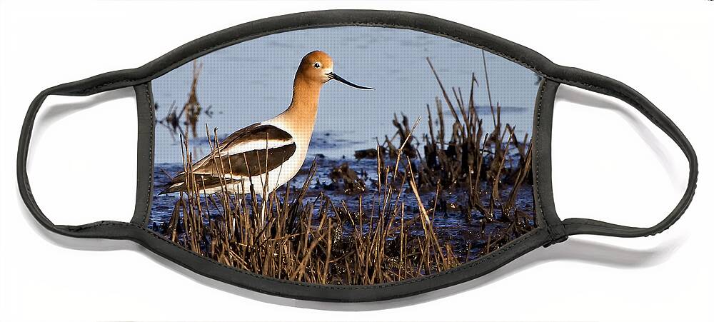 American Avocet Face Mask featuring the photograph Mating Time by Ronald Lutz