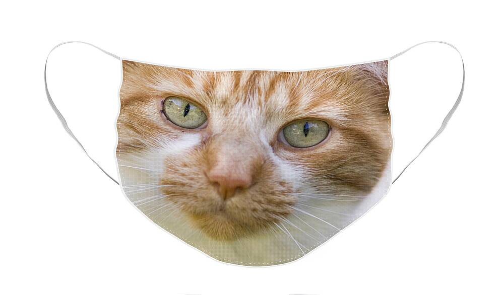 Cat Face Mask featuring the photograph Meow by Patty Colabuono