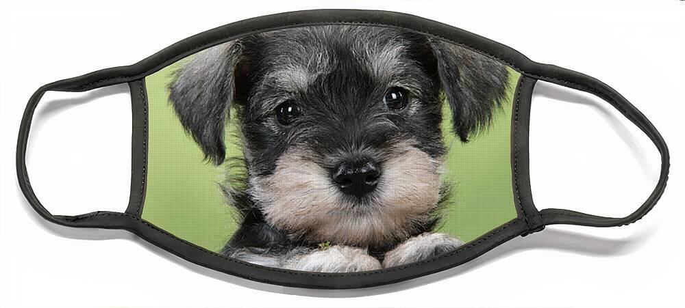 Dog Face Mask featuring the photograph Miniature Schnauzer Puppy by John Daniels