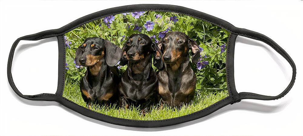 Dachshund Face Mask featuring the photograph Miniature Short-haired Dachshunds by John Daniels