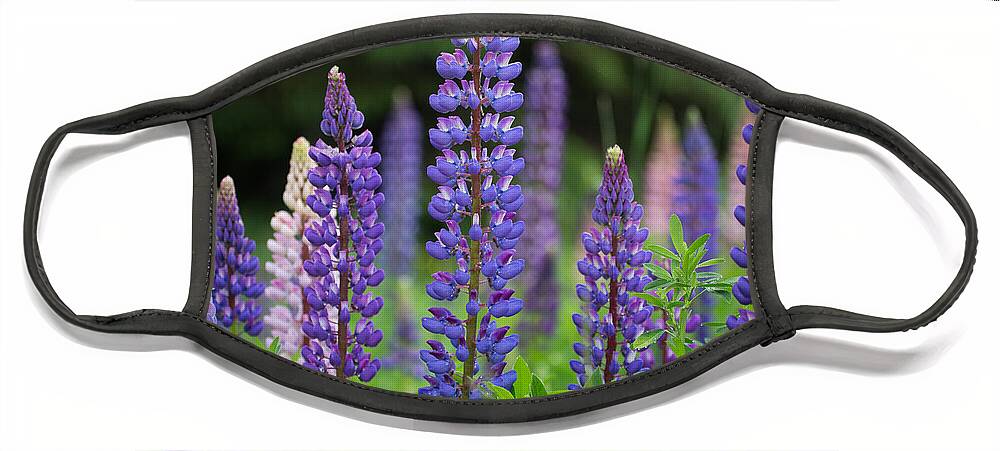 Minnesota Face Mask featuring the photograph Minnesota Lupine by Paul Schultz