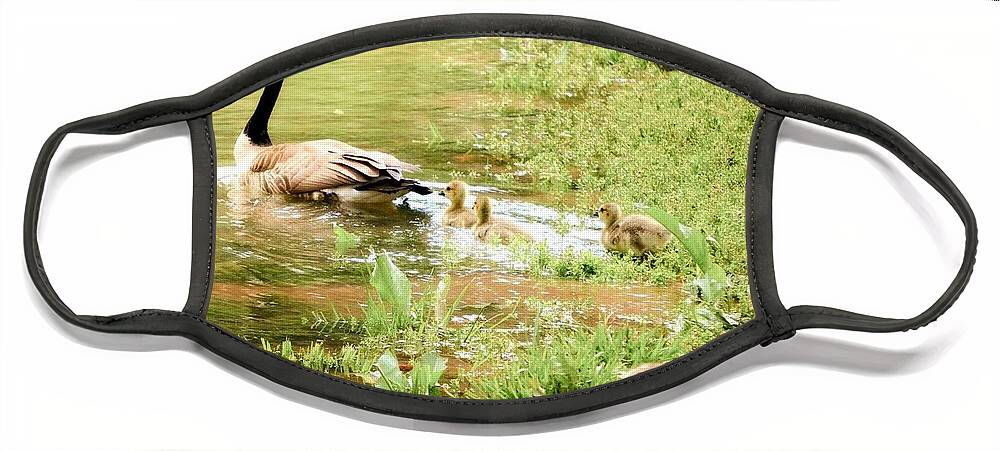 Baby Ducks Landscape Face Mask featuring the photograph Mom and Babies Swimming by Peggy Franz