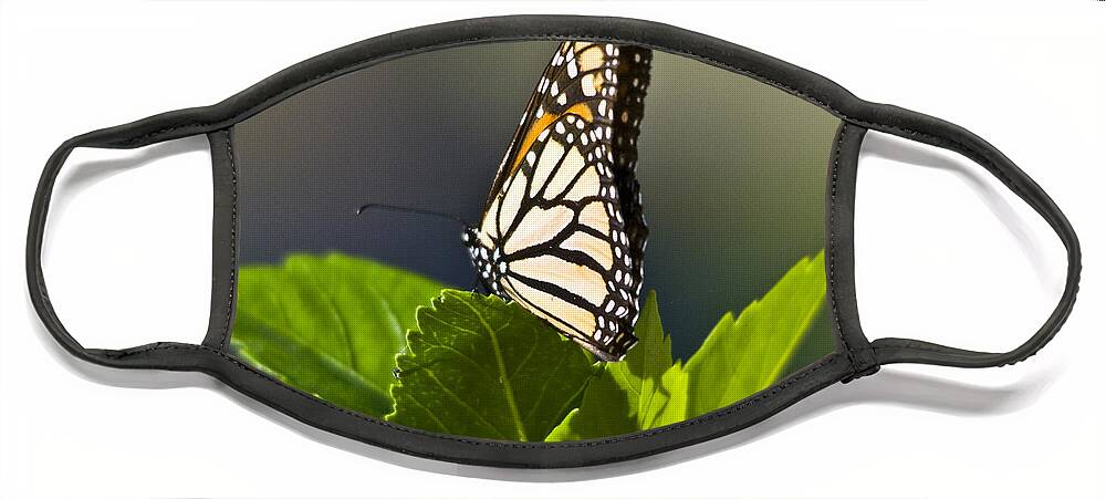 Monark Butterfly Face Mask featuring the photograph Monark Butterfly No. 2 by John Greco
