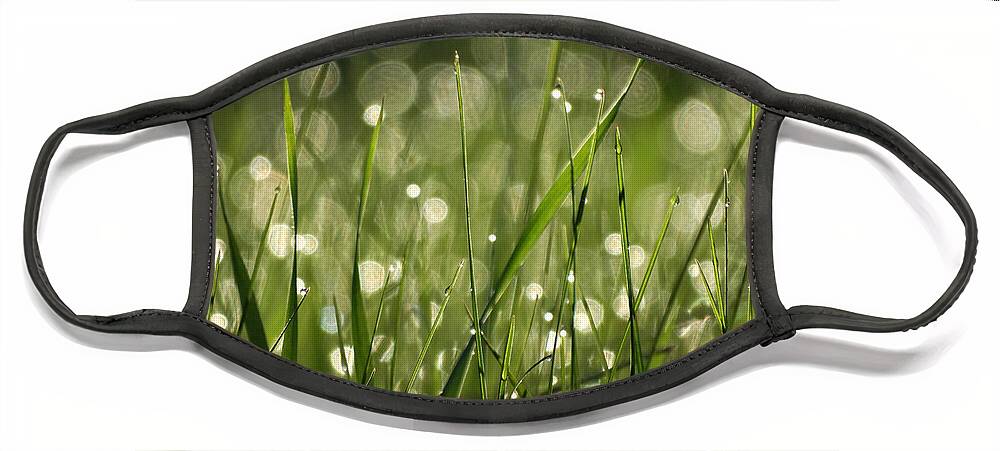 Dew Face Mask featuring the photograph Morning Dew by David T Wilkinson