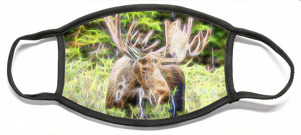North America Moose Face Mask featuring the photograph Moose Glow by James BO Insogna
