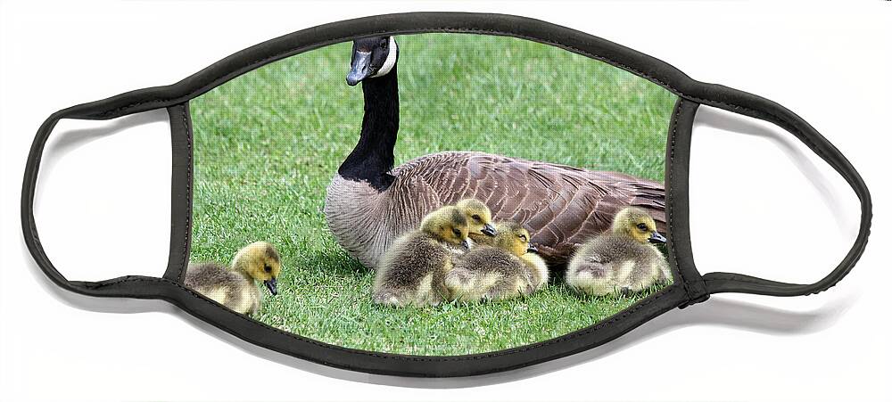 Goose Face Mask featuring the photograph Mother And Young by Shane Bechler