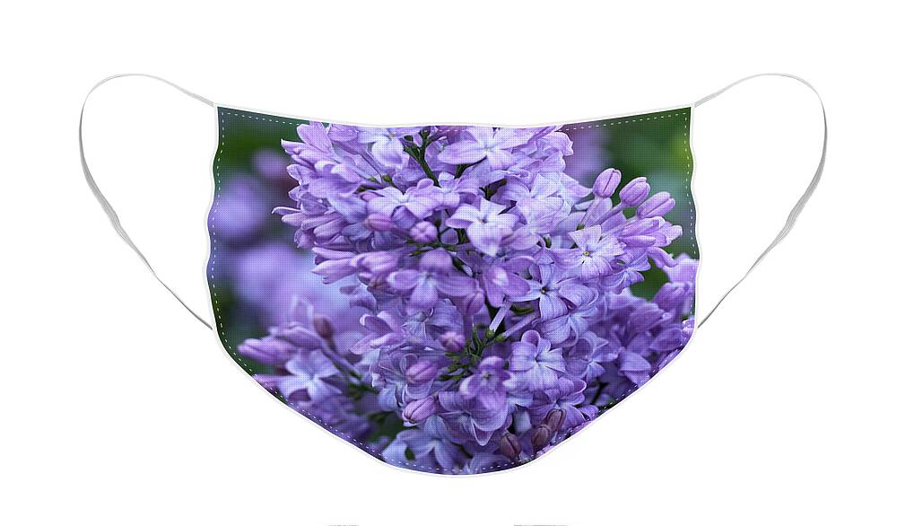 Lilacs Face Mask featuring the photograph Mothers Day Lilacs by Diana Haronis