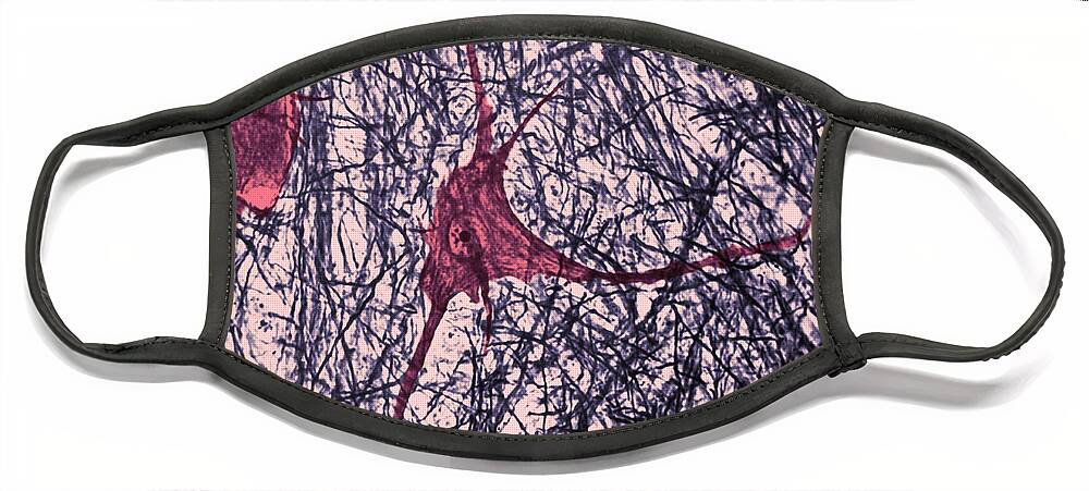 Motor Neuron Face Mask featuring the photograph Motor Neuron, Cat Spinal Cord by Omikron