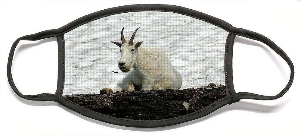 Mountain Goat Face Mask featuring the photograph Mountain Goat by David Armstrong