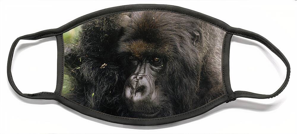 Feb0514 Face Mask featuring the photograph Mountain Gorilla Male Virunga Mts by Gerry Ellis
