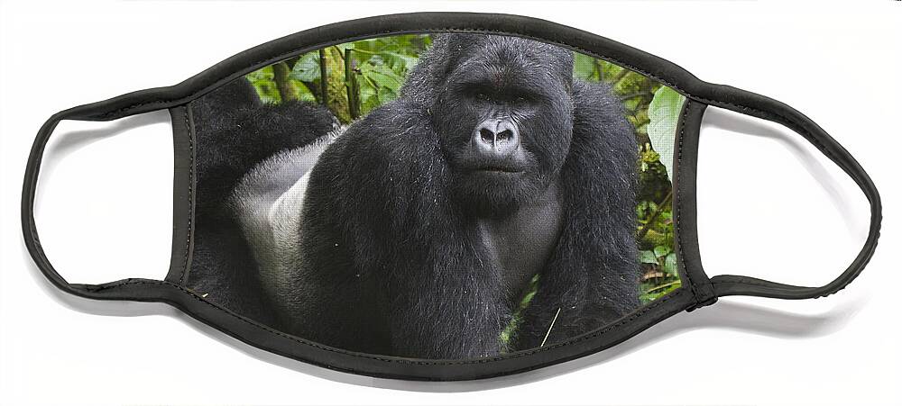 Feb0514 Face Mask featuring the photograph Mountain Gorilla Silverback Rwanda by D. & E. Parer-Cook