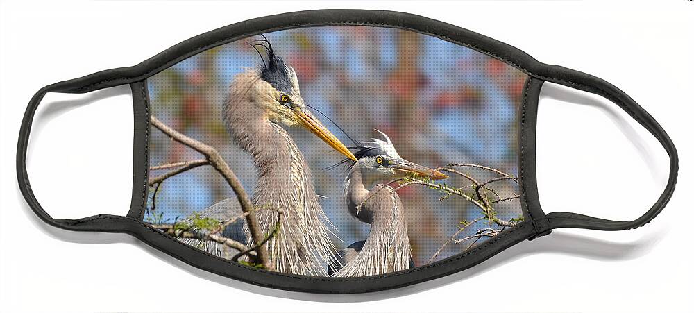 Heron Face Mask featuring the photograph Mr. And Mrs. by Kathy Baccari