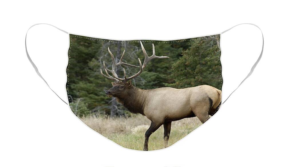Elk Face Mask featuring the photograph Mr Majestic by Bob Christopher