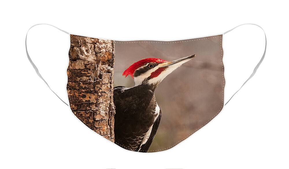 Male Pileated Woodpecker Face Mask featuring the photograph Mr. Pileated by Lara Ellis