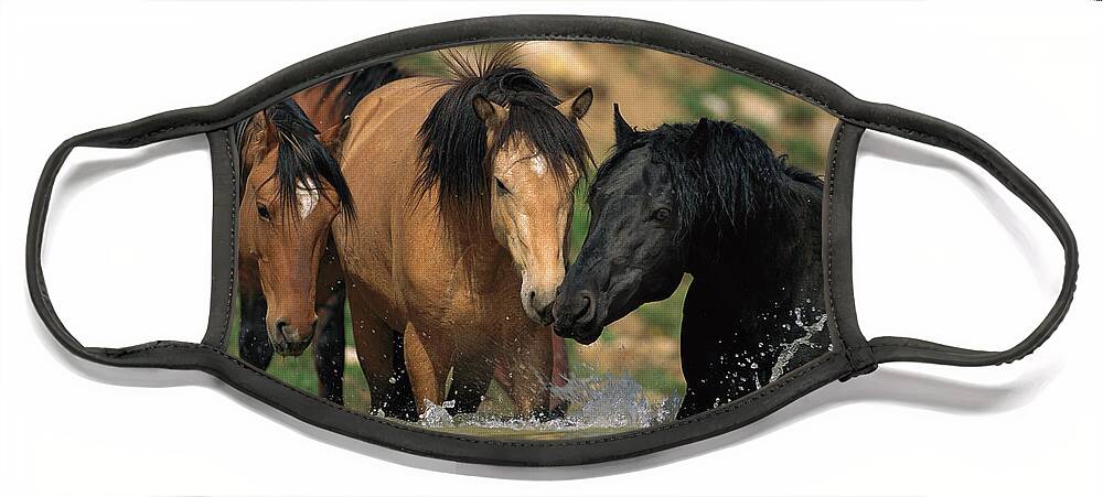 00340043 Face Mask featuring the photograph Mustangs At Waterhole In Summer by Yva Momatiuk and John Eastcott
