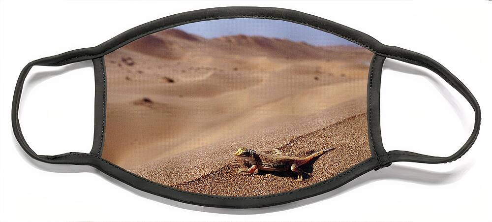 00511441 Face Mask featuring the photograph Namib Sanddiver Aporosaura Anchietae by Michael and Patricia Fogden