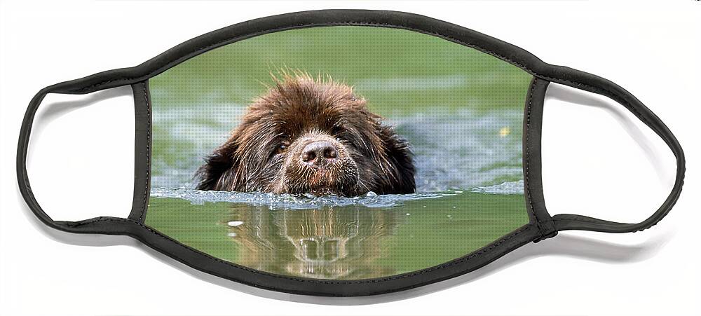 Newfoundland Face Mask featuring the photograph Newfoundland Dog, Swimming In River by John Daniels