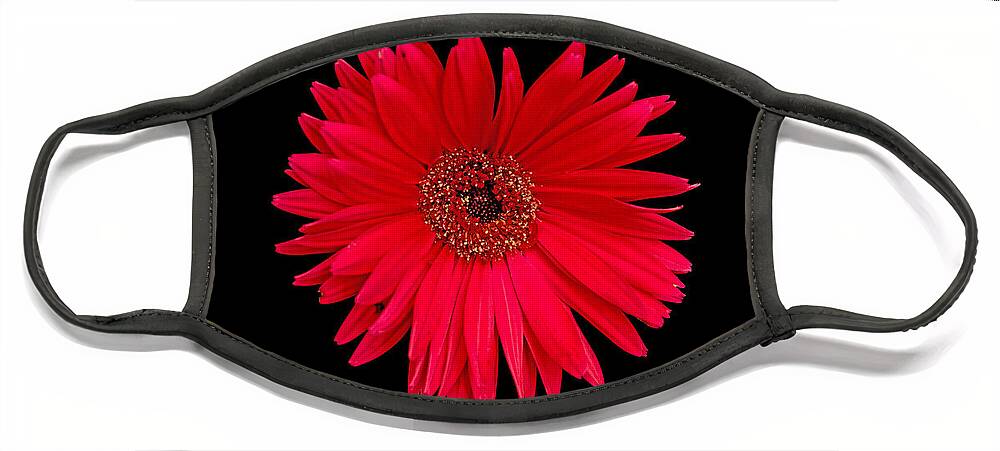 Gerbera Daisy Face Mask featuring the photograph Red Gerbera Daisy with Nibbled Petal by Bill Swartwout