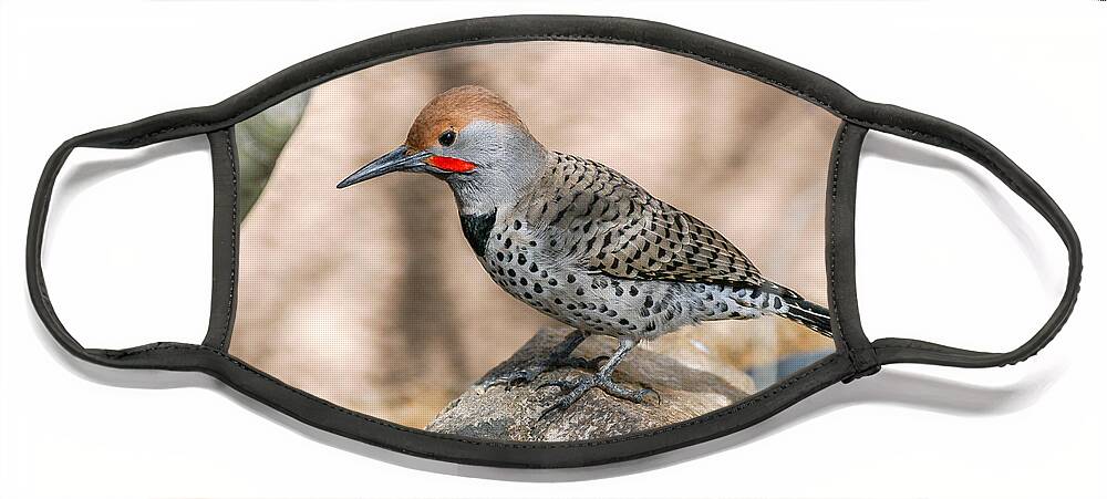 Flicker Face Mask featuring the photograph Northern Flicker by Al Andersen