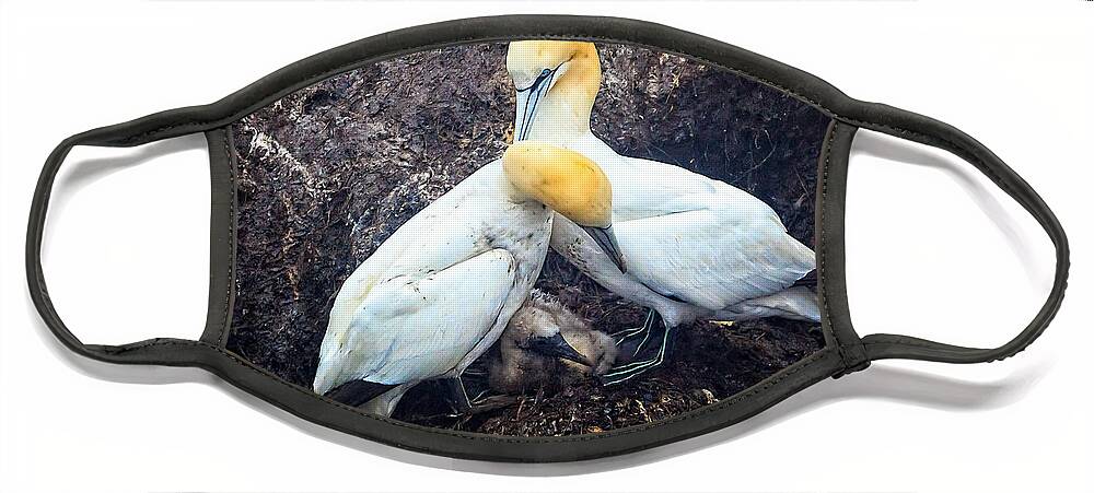 Northern Gannet Face Mask featuring the photograph Northern Gannets and Chick by Perla Copernik