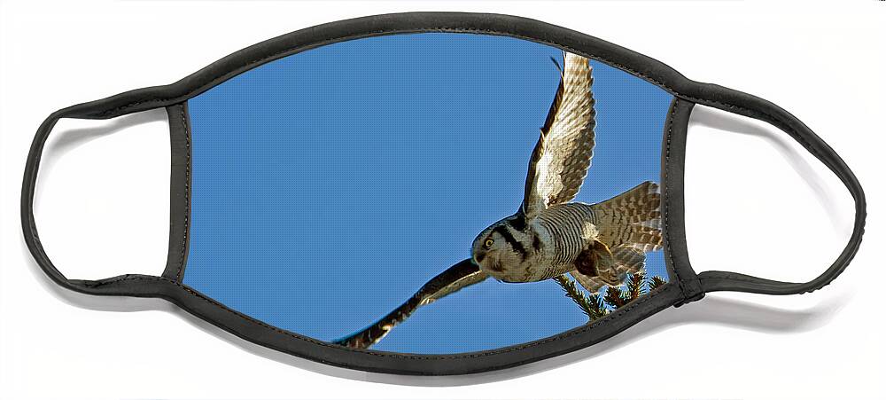 Northern Hawk Owl Face Mask featuring the photograph Northern Hawk Owl flying with its capture by Torbjorn Swenelius