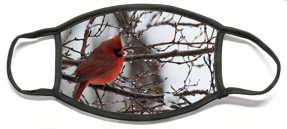 Cardinal Face Mask featuring the photograph Northern red cardinal in winter by Jeff Folger