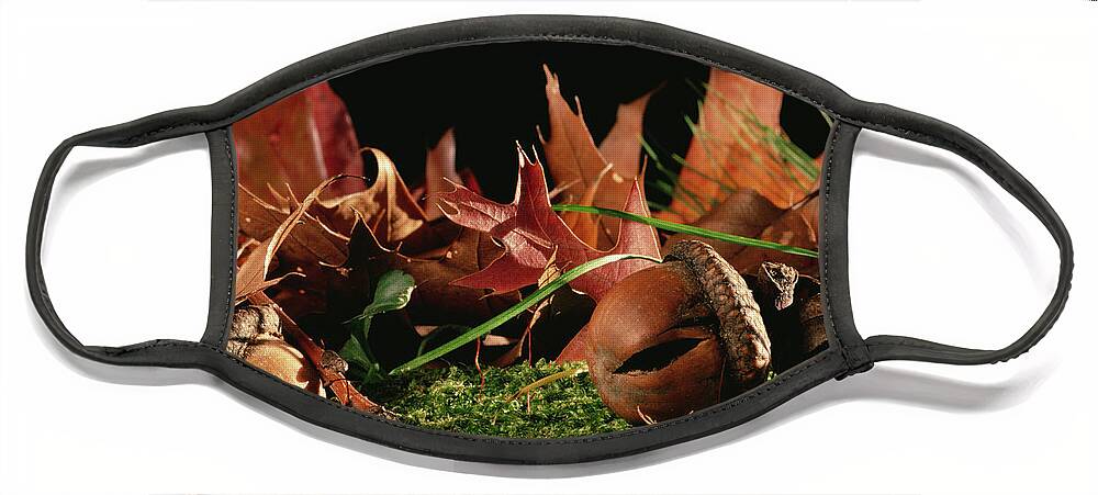 Feb0514 Face Mask featuring the photograph Northern Red Oak Tree With Acorns by Mark Moffett