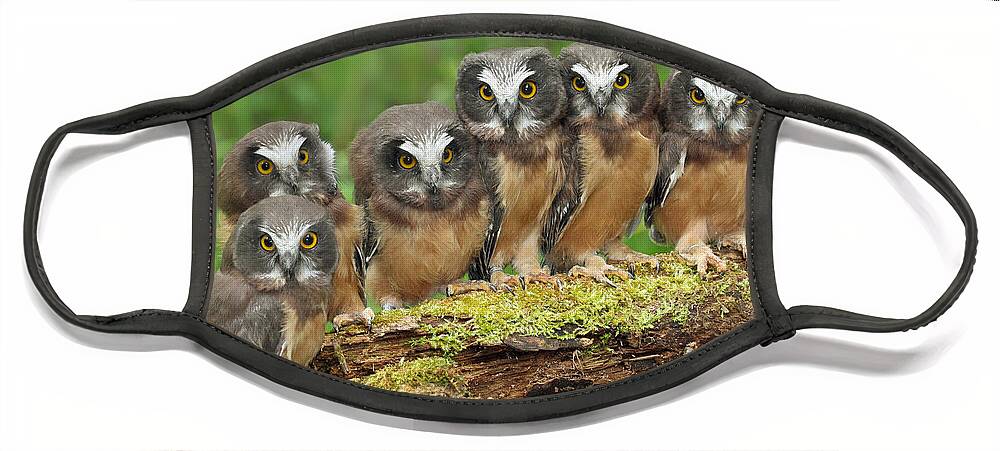 Bia Face Mask featuring the photograph Northern Saw-whet Owl Chicks by Nick Saunders