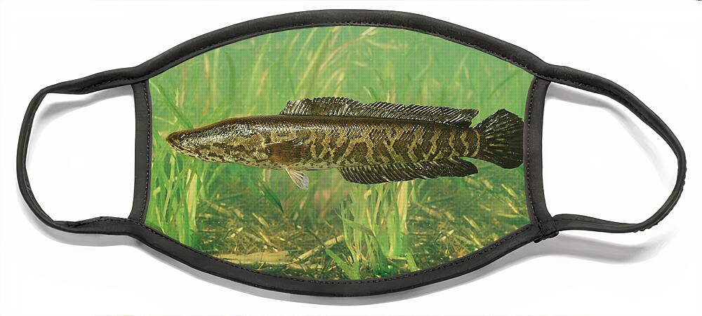 Animal Face Mask featuring the photograph Northern Snakehead by USGS and USFWS/ Science Source