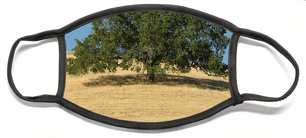 538012 Face Mask featuring the photograph Oak Tree Mount Diablo State Park by Kevin Schafer
