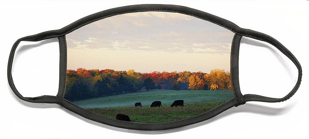 Cattle Face Mask featuring the photograph October Morning by Cricket Hackmann