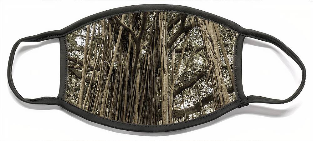 3scape Face Mask featuring the photograph Old Banyan Tree by Adam Romanowicz