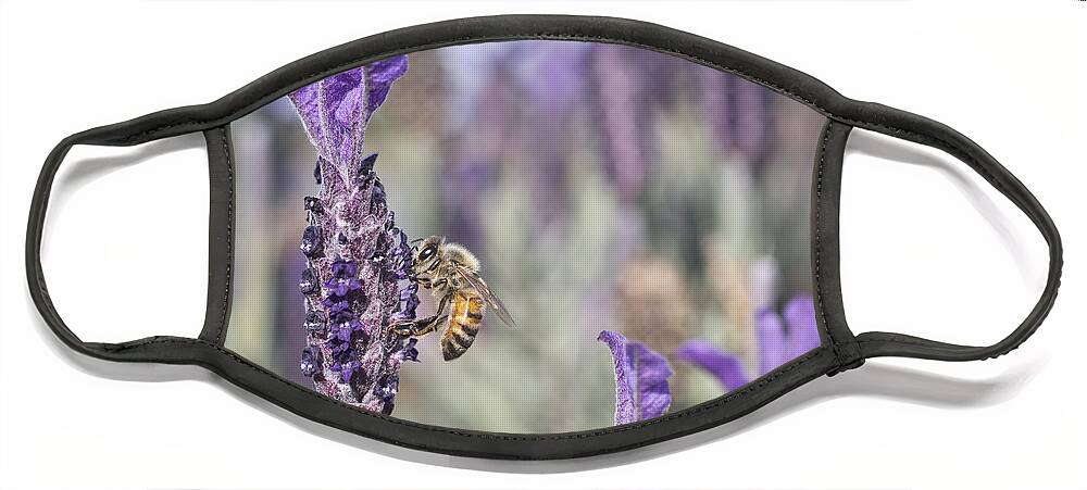Bee Face Mask featuring the photograph On The Lavender by Priya Ghose