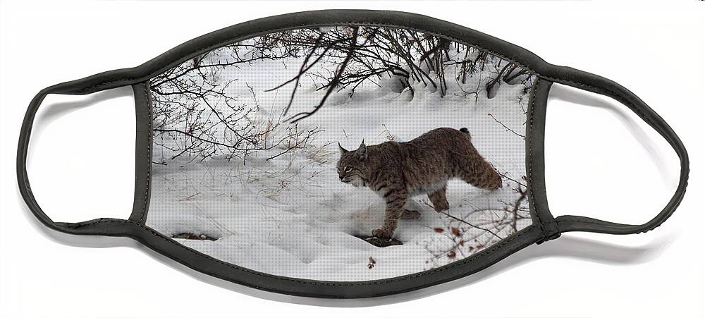 Bobcat Face Mask featuring the photograph Bobcat On The Prowl by Shane Bechler