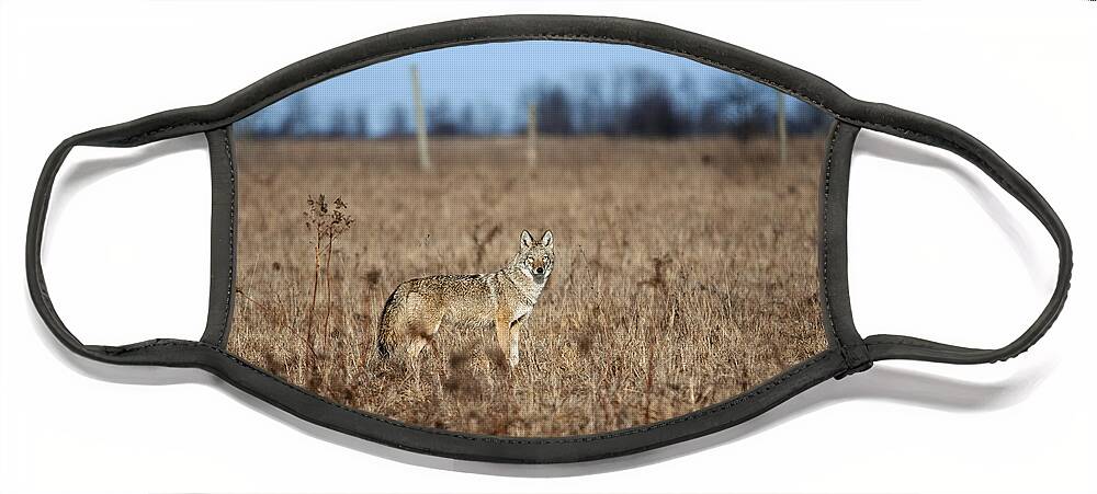 Nina Stavlund Face Mask featuring the photograph On the Prowl.. by Nina Stavlund